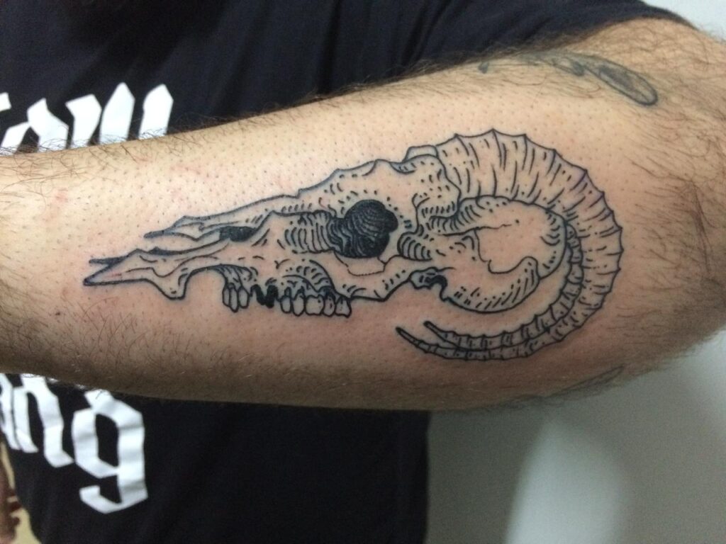 Tatuagem de crânio de carneiro em traço preto no antebraço, recém-feita, primeiro trabalho de Julio Bandeiras para um cliente que ele não conhecia